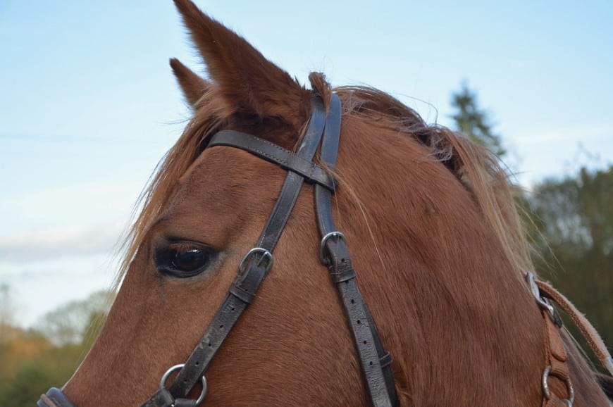 Undgå halm som strøelse til din hest